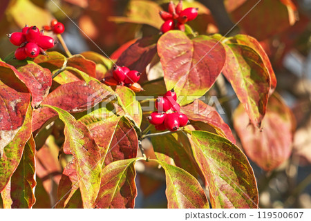 Dogwood with vibrant red leaves and berries (Autumn, October) 119500607