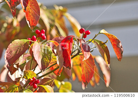Dogwood with vibrant red leaves and berries (Autumn, October) 119500610