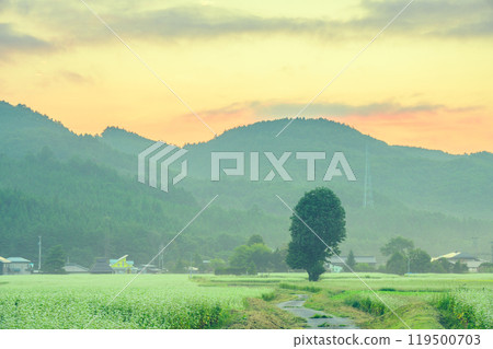 Dawn over the buckwheat fields [Omachi City] 119500703