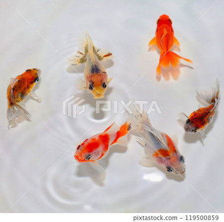 Daruma Ryukin from Kami Daruma Ryukin from Kami 119500859