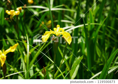 Yellow cute irises Yellow cute irises 119500873