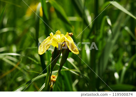 Spring irises bathed in sunlight Spring irises bathed in sunlight 119500874