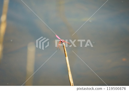 紅蜻蜓棲息在樹枝上 紅蜻蜓棲息在樹枝上 119500876