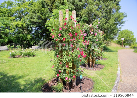 初夏玫瑰園,玫瑰花,多特蒙德 初夏玫瑰園,玫瑰花,多特蒙德 119500944