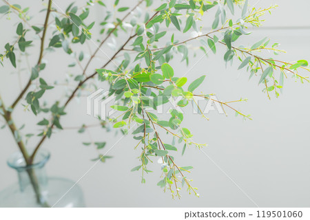 明亮的室內植物 119501060