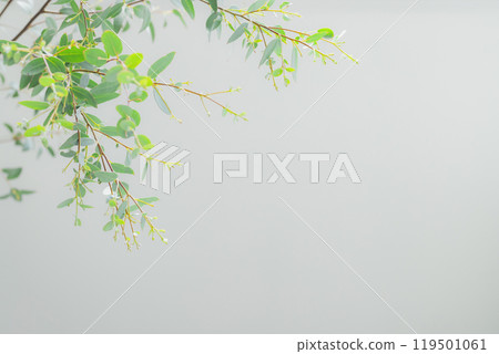 明亮的室內植物 119501061