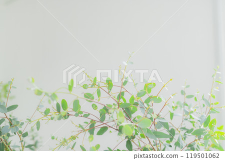 Bright houseplant 119501062