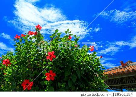 Mensore Okinawa Blue sky、red hibiscus 和 shisa Mensore Okinawa Blue sky、red hibiscus 和 shisa 119501194