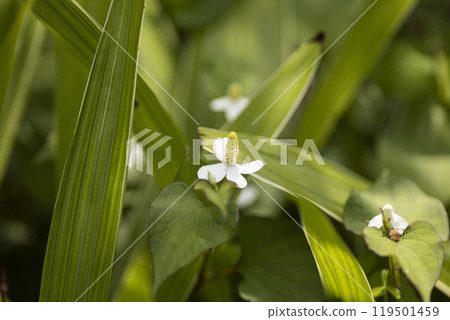 Dharmony's white flowers Dharmony's white flowers 119501459