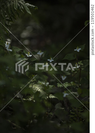 Dharmony's white flowers 119501462