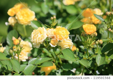 玫瑰花朵金色邊框 玫瑰花朵金色邊框 119501568