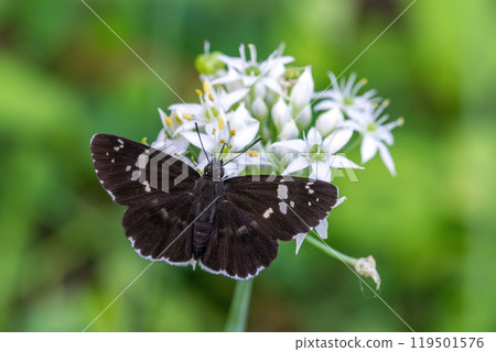 大名鳥張開翅膀吸吮白色韭花的花蜜 大名鳥張開翅膀吸吮白色韭花的花蜜 119501576