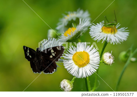 大名瑟莉和矢吹碧張開黑色的翅膀，吸吮著姬瓊白花的花蜜 119501577