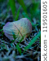 Fallen leaves on the lawn 119501605