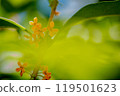 Kinmokusei 119501623