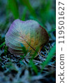 Fallen leaves on the lawn 119501627