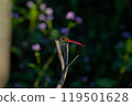 Perched red dragonfly 119501628