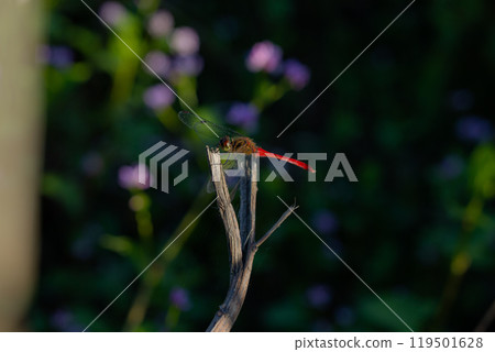棲息的紅蜻蜓 119501628