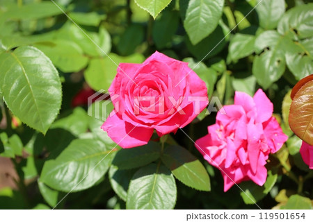 Rose flower Maria Callas 119501654