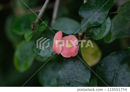 仙人球花 119501754