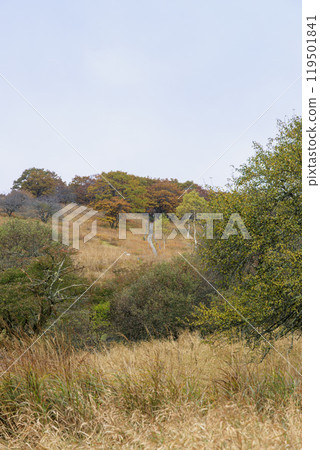 Yashimagahara Marsh Kirigamine Suwa Nagano Prefecture 119501841