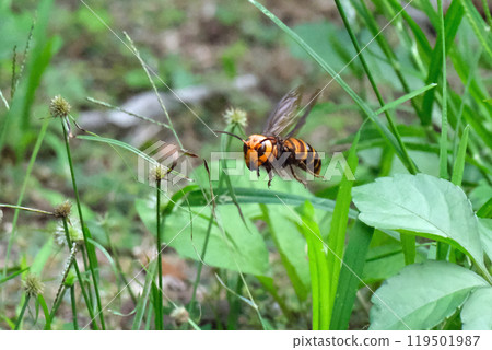Flying male hornet Flying male hornet 119501987