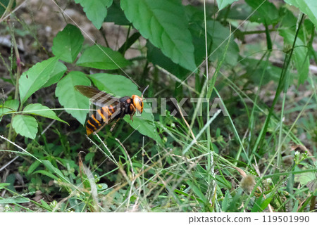 Flying male hornet Flying male hornet 119501990