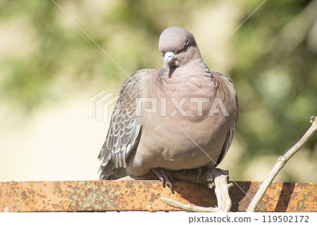 Picazuro dove on a red brick wall Picazuro dove on a red brick wall 119502172