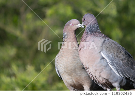 Picazuro doves on a red brick wall Picazuro doves on a red brick wall 119502486