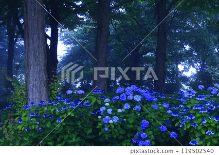 Nishiwaga Town, Iwate Prefecture, Lake Kinshu in summer 119502540