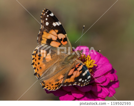 紅百日菊從紅百日菊吸取花蜜 紅百日菊從紅百日菊吸取花蜜 119502593
