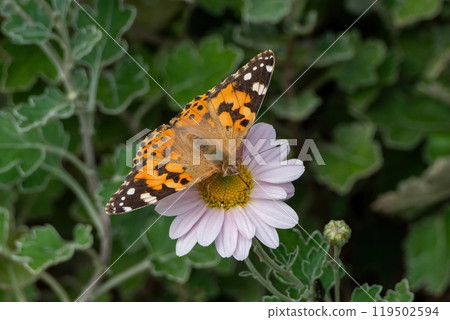 A painted lady butterfly sucking nectar from a pale pink Japanese daisy A painted lady butterfly sucking nectar from a pale pink Japanese daisy 119502594