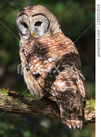 Barred Owl standing on a tree branch with green background, Quebec, Canada 119502918