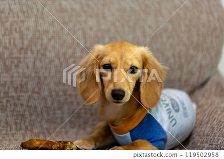 Kaningen Dachshund Kaningen Dachshund 119502958