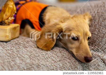 卡寧根達克斯獵犬 卡寧根達克斯獵犬 119502961