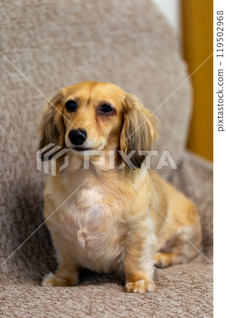 Kaningen Dachshund Kaningen Dachshund 119502968