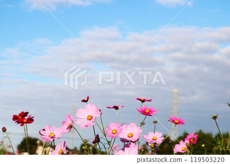 Autumn scenery with cosmos flowers swaying in the wind Autumn scenery with cosmos flowers swaying in the wind 119503220