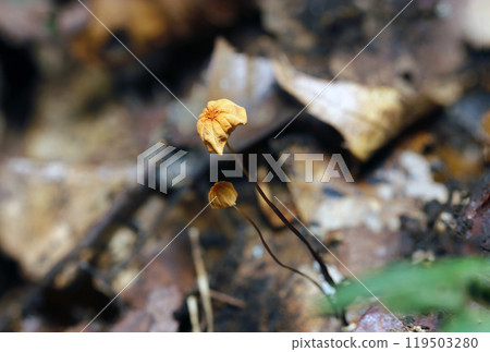 The beige cap and black stem of a wilting moss mushroom (photographed under clear skies, natural light, macro) The beige cap and black stem of a wilting moss mushroom (photographed under clear skies, natural light, macro) 119503280