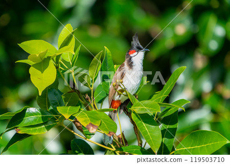 Red-whiskered Bulbul perched on a branch in Mauritius. 119503710
