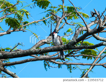 Red-whiskered Bulbul perched on a branch in Mauritius. Red-whiskered Bulbul perched on a branch in Mauritius. 119503712