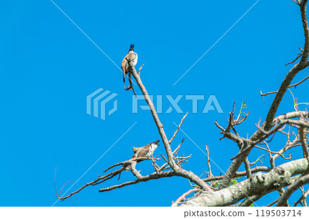Red-whiskered Bulbul perched on a branch in Mauritius. Red-whiskered Bulbul perched on a branch in Mauritius. 119503714