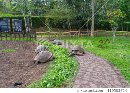 Giant tortoises grazing near the Seven Colored Earths in Mauritius. 119503734