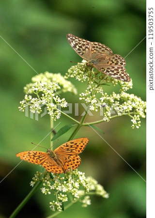 Marsh Flowers and Butterflies 119503755