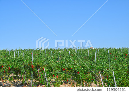 [Korea/Jeollanam-do] Chili fields on Byeongbu Island, one of the 1004 islands in Shinan County 119504261