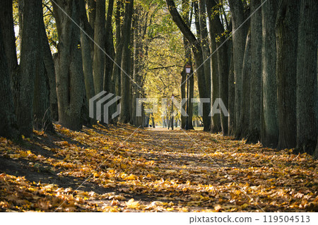 Peaceful autumn walkway lined with tall trees under golden sunlight Peaceful autumn walkway lined with tall trees under golden sunlight 119504513