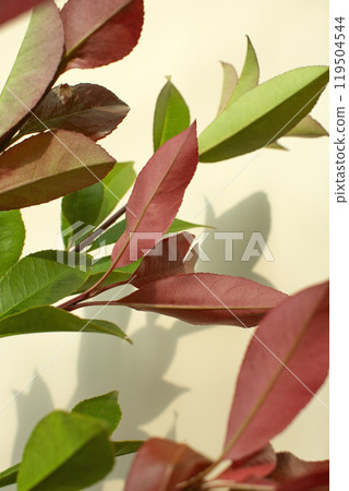 Bouquet of flowers and copy space on elegant beige background Bouquet of flowers and copy space on elegant beige background 119504544