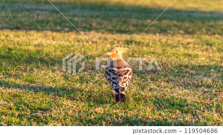 Eurasian hoopoe or Common hoopoe (Upupa epops) bird close-up on natural green grass background Eurasian hoopoe or Common hoopoe (Upupa epops) bird close-up on natural green grass background 119504686