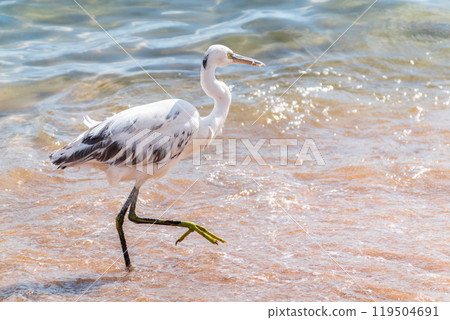 White Western Reef Heron (Egretta gularis) at Sharm el-Sheikh beach, Sinai, Egypt 119504691