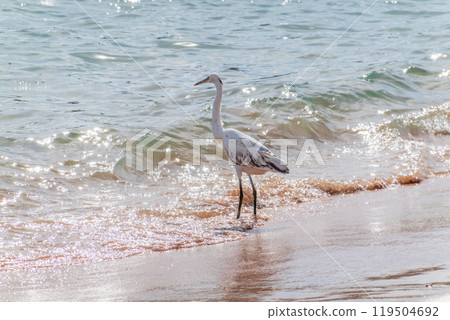 White Western Reef Heron (Egretta gularis) at Sharm el-Sheikh beach, Sinai, Egypt 119504692