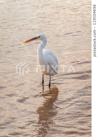 Great egret (Ardea alba), a medium-sized white heron fishing on the sea beach Great egret (Ardea alba), a medium-sized white heron fishing on the sea beach 119504698